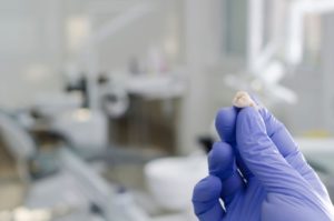 Gloved hand carefully holding extracted tooth